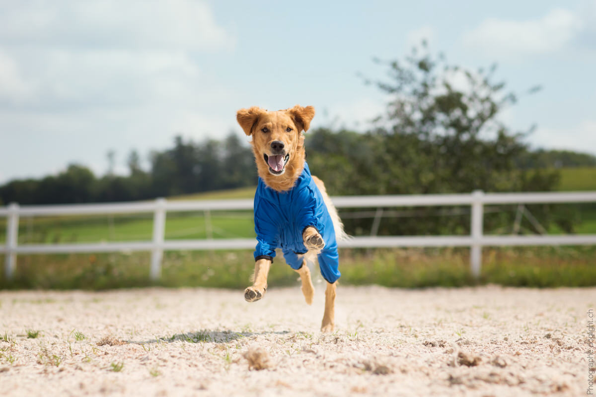 Body pour chien récupération sport