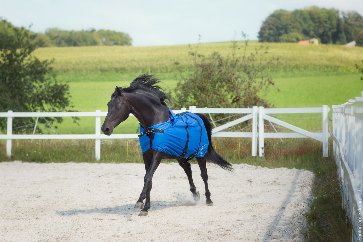 Couverture anti-douleur cheval