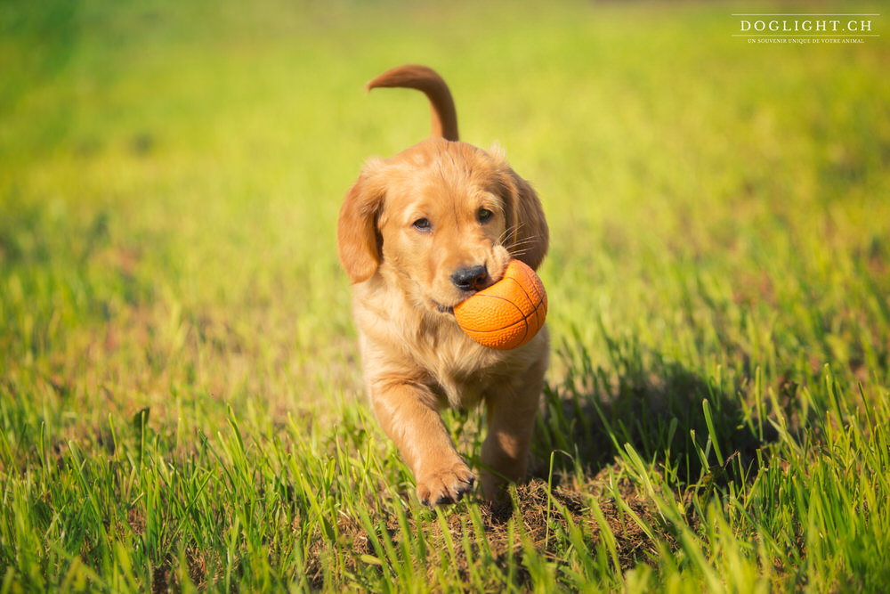 Un Nouveau Chiot Arrive à La Maison Doglight