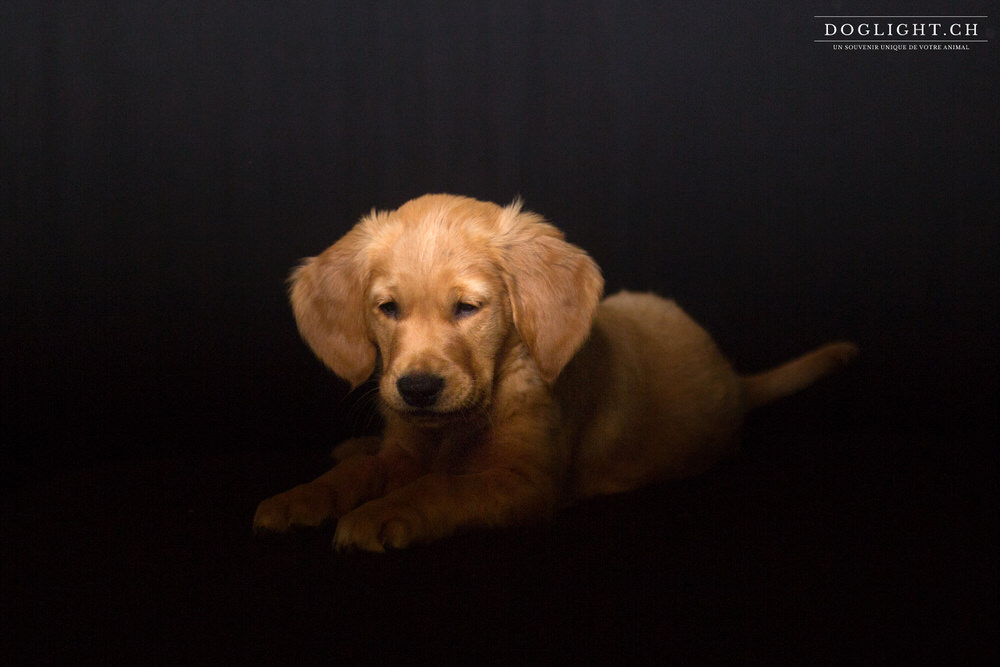 Photo studio chiot golden retriever 2 mois