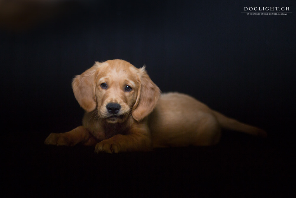 Photo studio chiot golden retriever 2 mois