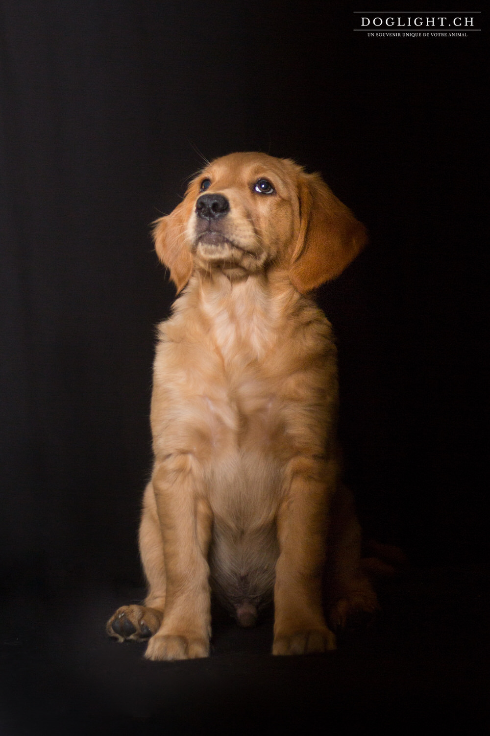 Photo studio chiot assis golden retriever 2 mois