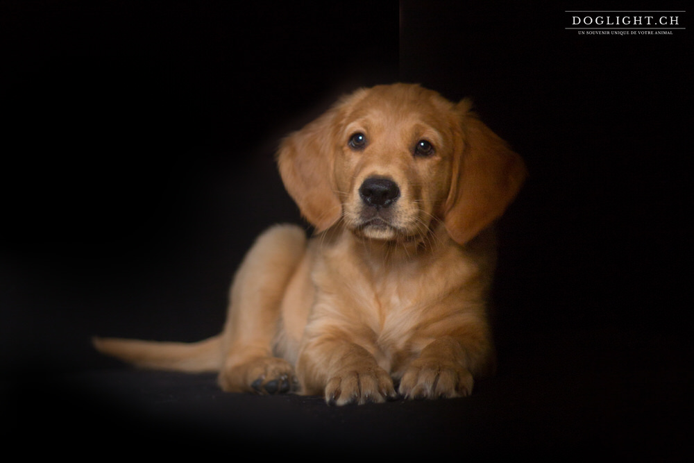 Photo studio chiot couché deface golden retriever 2 mois