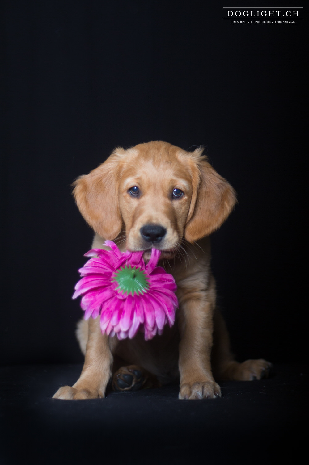 Photo studio chiot golden avec fleur fond noir