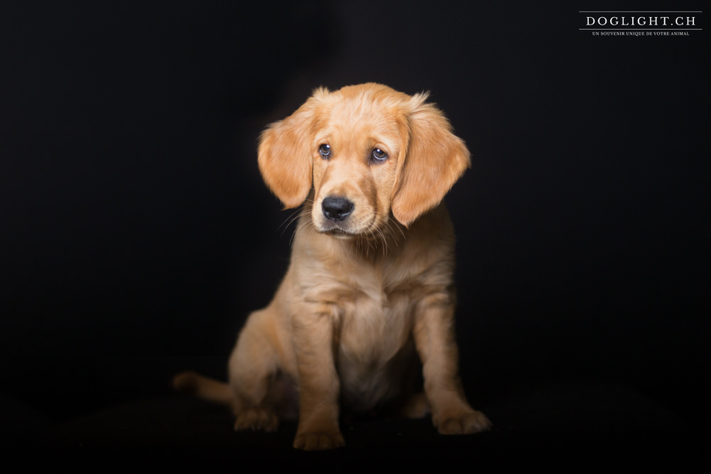 Photo studio chiot assis de face golden retriever 2 mois