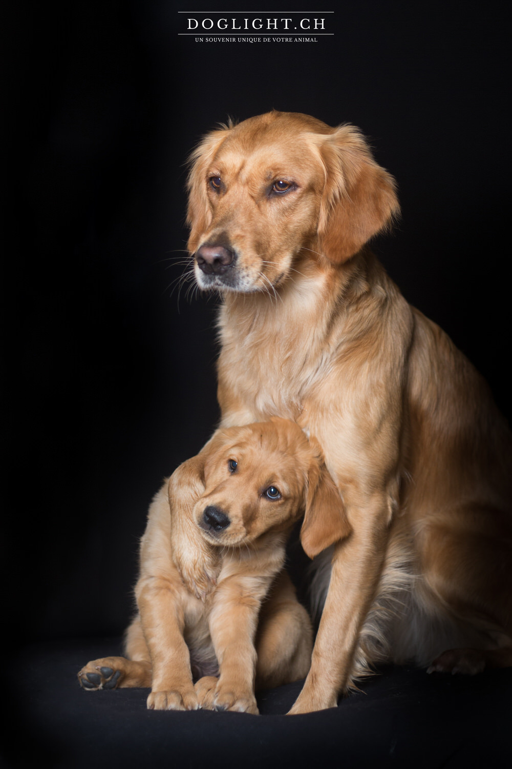 Photo studio 2 golden retriever avec un chiot