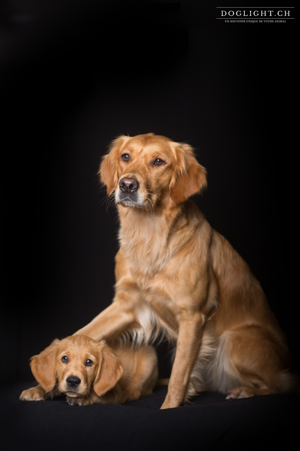 Photo studio 2 golden retriever avec un chiot