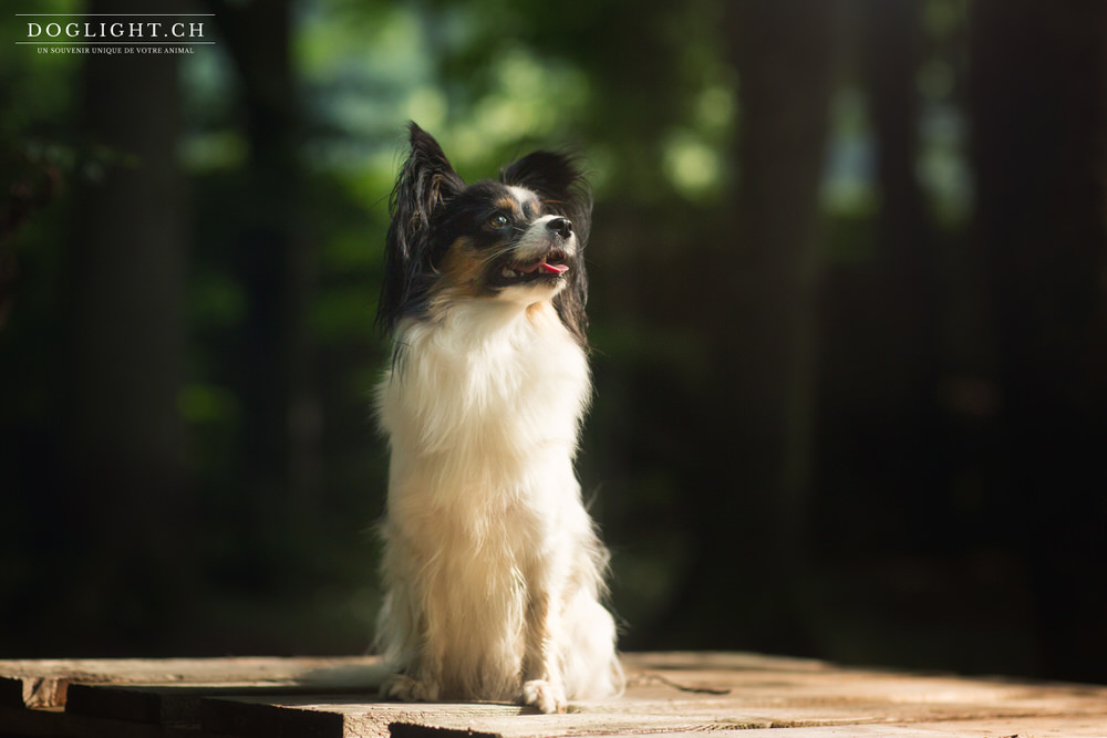 Chien papillon profil