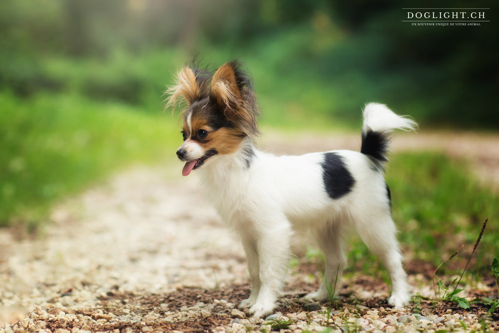 Chiot papillon profil