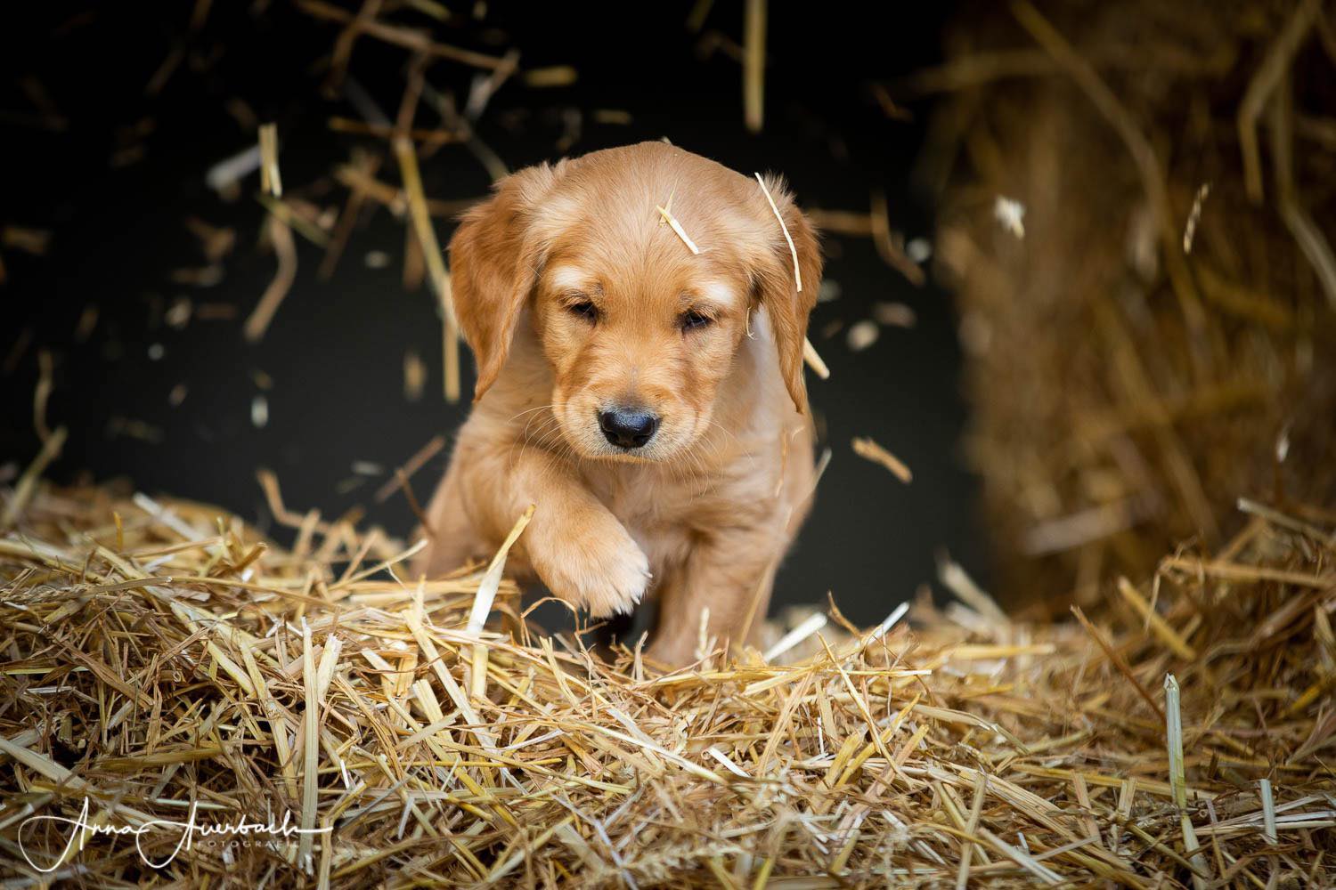 Golden retriever 2 mois.