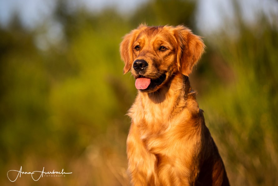 Golden Retriever