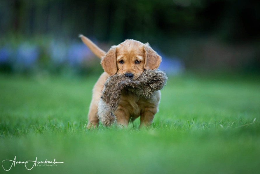 Chiot Golden retriever 2 mois qui rapporte