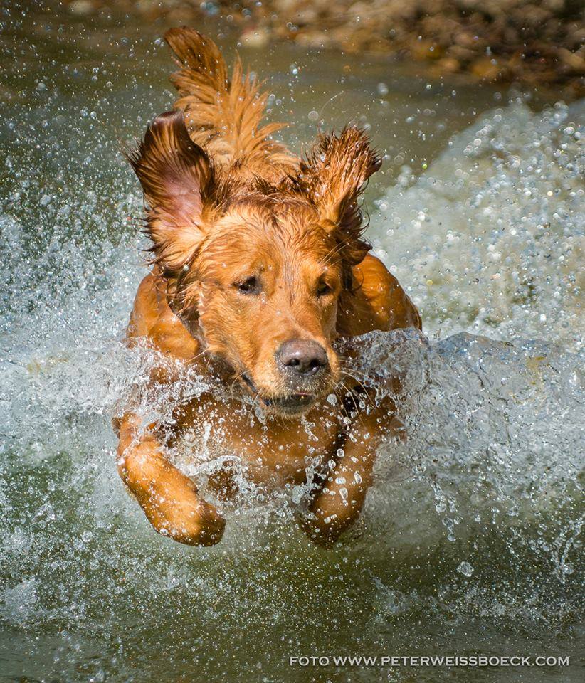 Golden Retriever