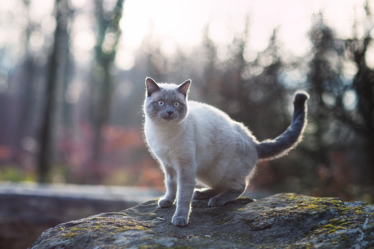 Chat siamois dans la nature en hiver photographe