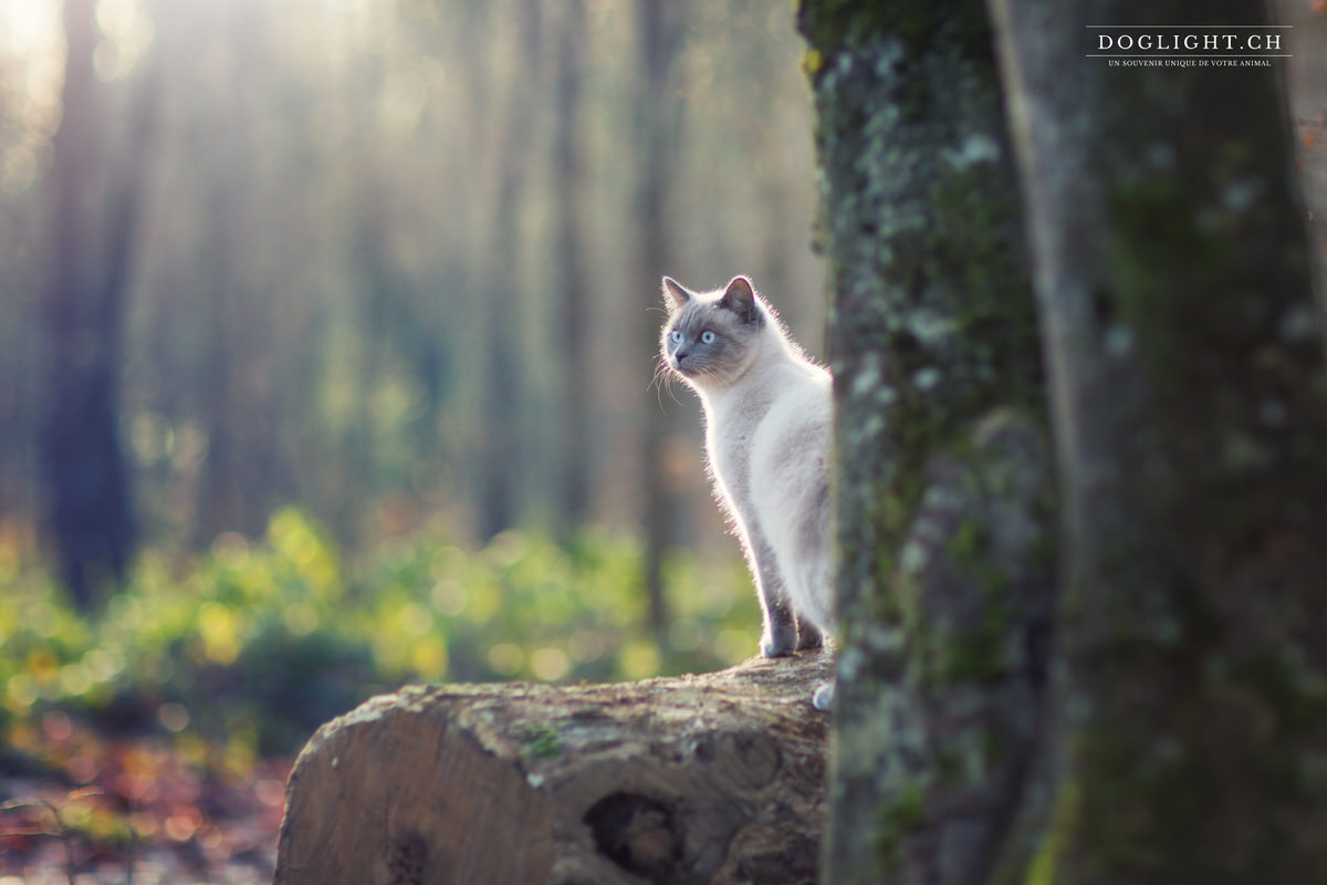 chat dans la lumière extérieur Bulle Fribourg