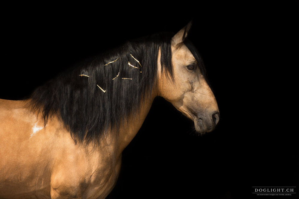 Portrait cheval fond noir bijoux Litusanien