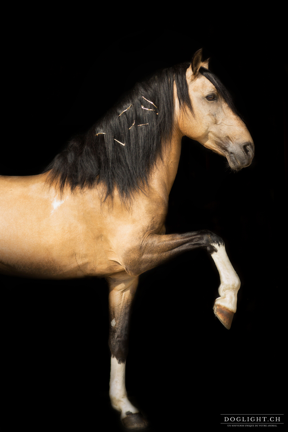 Séance photo studio cheval dressage lève la patte