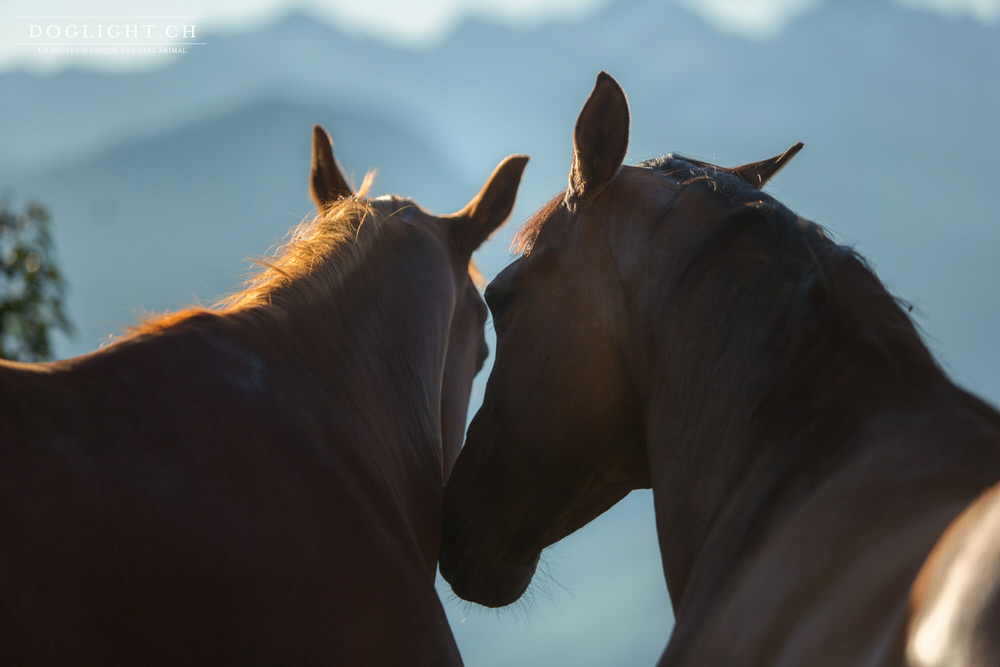 Deux chevaux bisous face aux montagnes Valais
