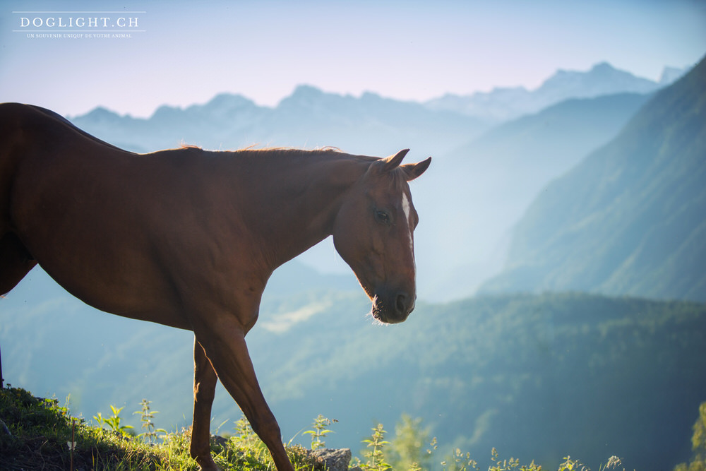 Cheval face aux montagnes au dessus de Martigny