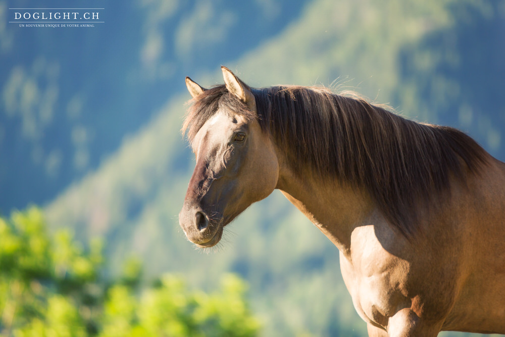 Quarter Horse Jument Suisse