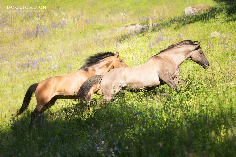 Deux chevaux qui court sauvage comme des mustangs en Suisse