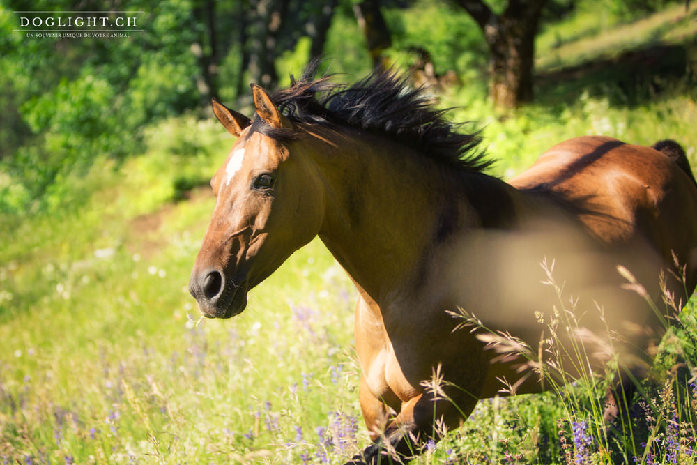 Cheval Quarter Horse qui court