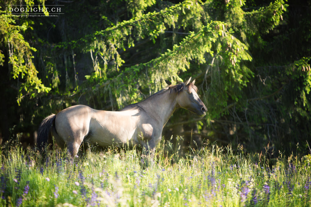 Cheval Quarter Horse gris forêt