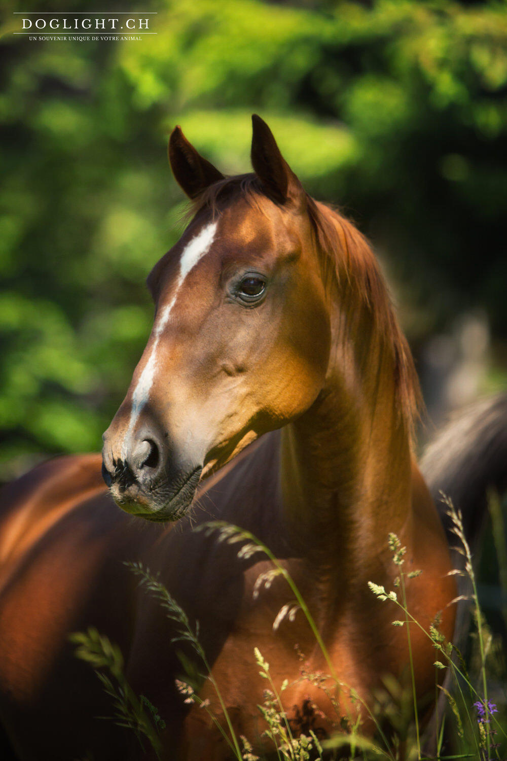 Photographe portrait cheval Quarter Horse