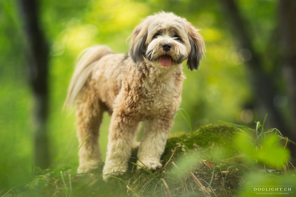 Terrier Tibétain en entier - Photographie