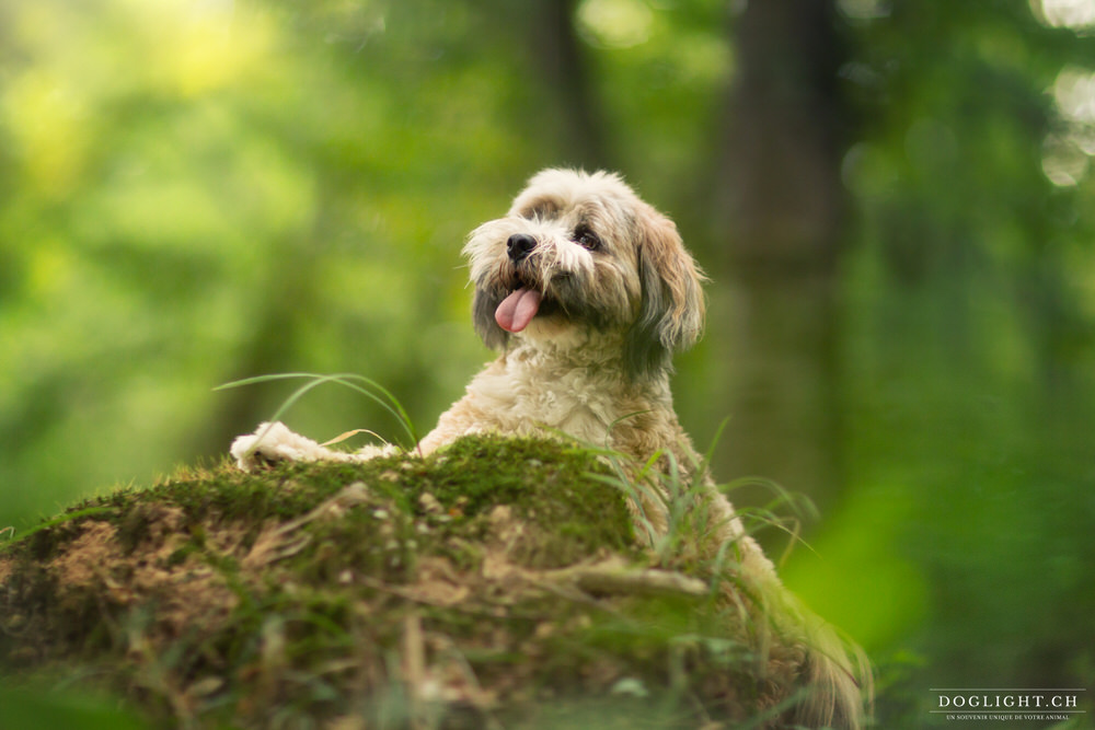 Terrier Tibet sur mousse en forêt