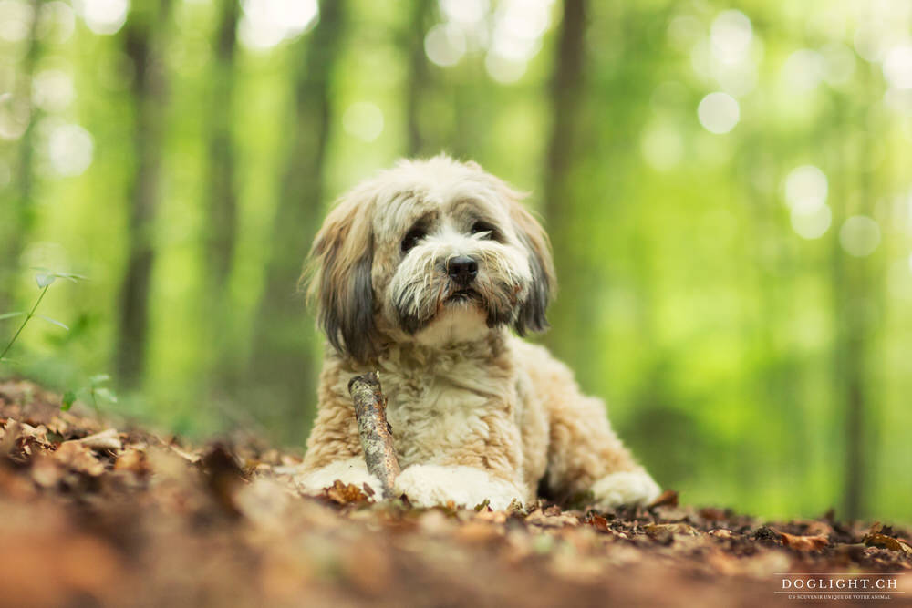 Portrait Terrier tibétain feuille automne