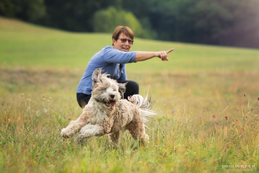 Terrier Tibet jeu