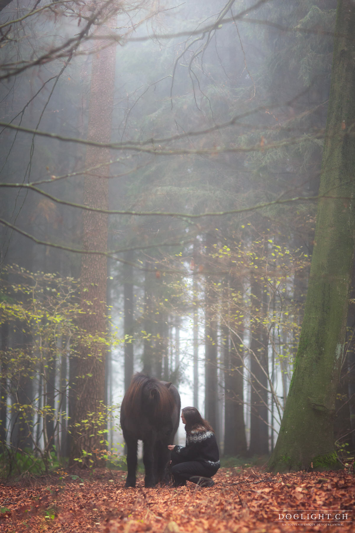 Cheval islandais dans une immense forêt