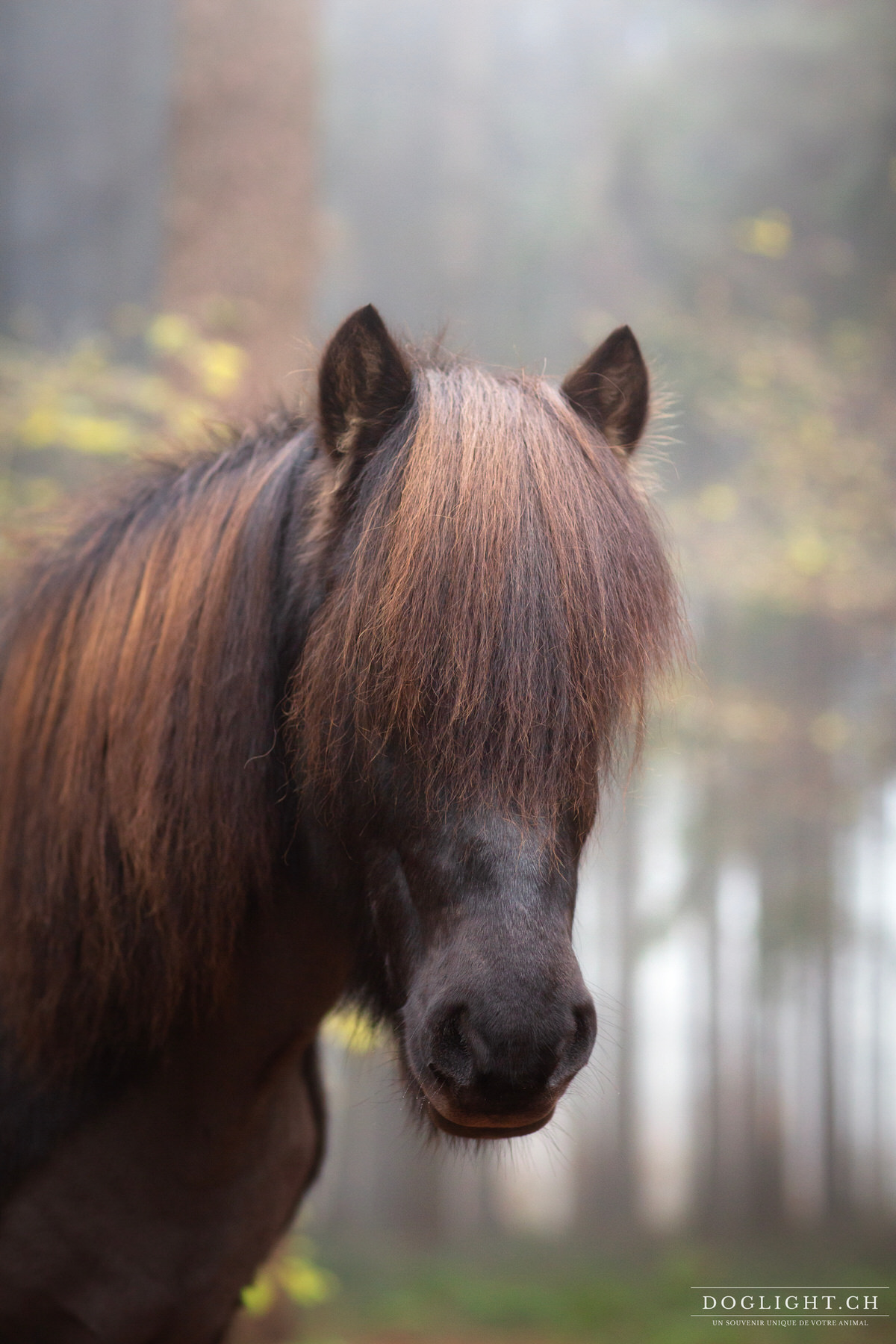 Portrait cheval islandais photographe