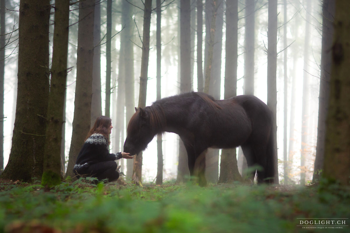 Cheval islandais dans la forêt