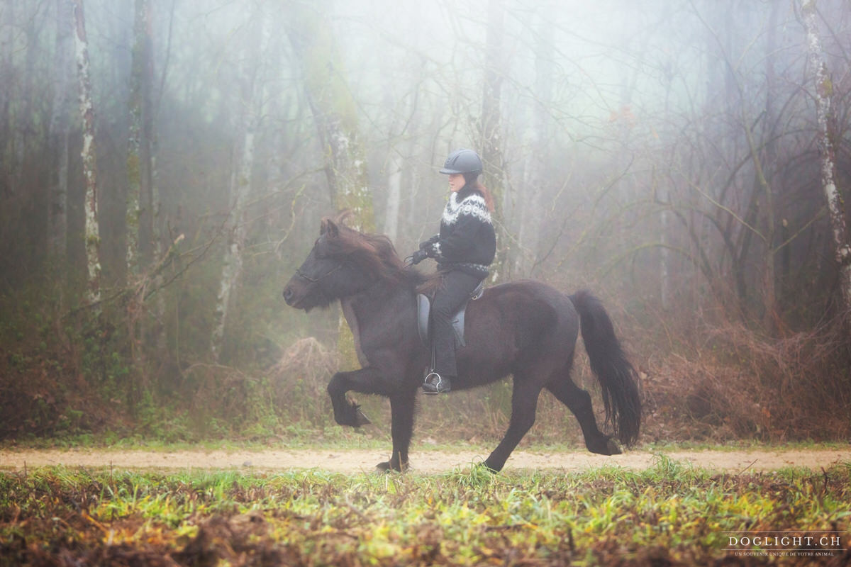 Tölt cheval islandais