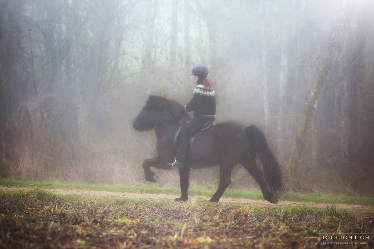 Cheval islandais au tölt