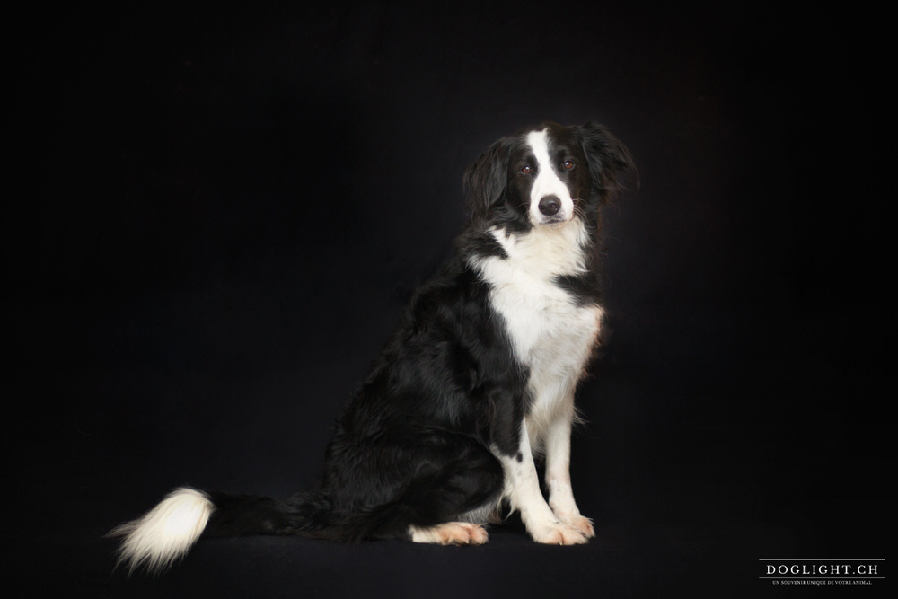 Border collie assis photo studio fond noir