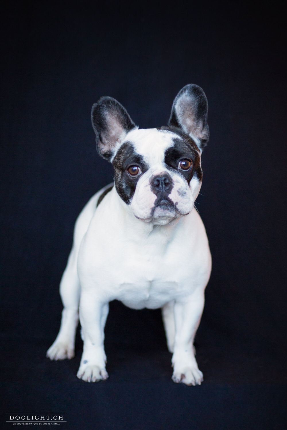 Photo studio bulldog américain fond noir photographe