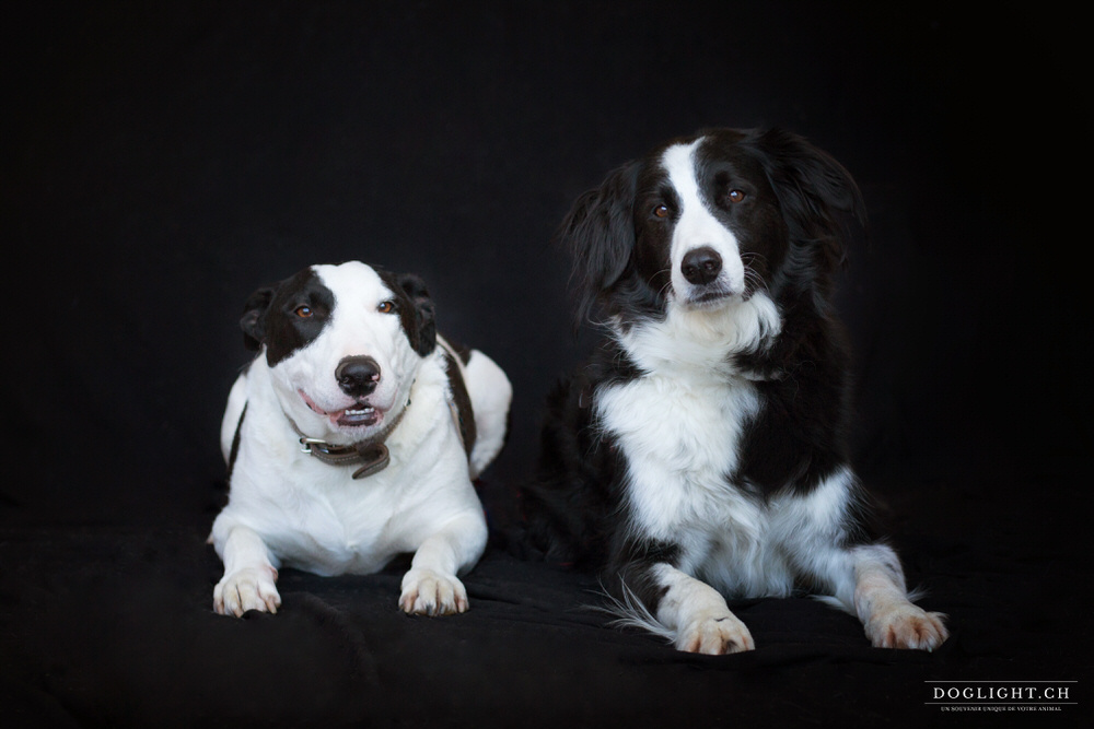 Border collie et Bull terrier photo studio fond noir