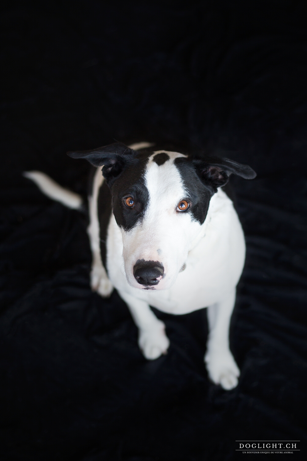 Photo Bull Terrier fond noir photographe